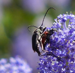 Anastrangalia laetifica