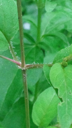 Lysimachia ciliata