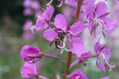 Dolichovespula norvegicoides