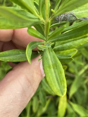 Hypericum swinkianum