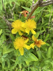 Hypericum swinkianum