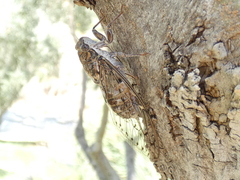 Cicada barbara