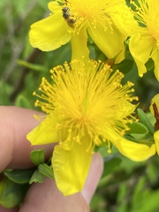 Hypericum swinkianum