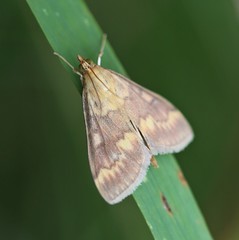 Ostrinia