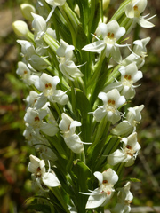 Habenaria monorrhiza