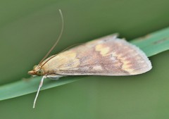 Ostrinia