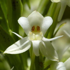 Habenaria monorrhiza