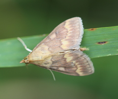 Ostrinia