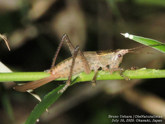 Palaeoagraecia lutea