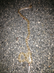 Trimorphodon lyrophanes