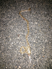 Trimorphodon lyrophanes