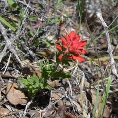 Castilleja affinis