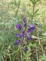 Lupinus caudatus caudatus