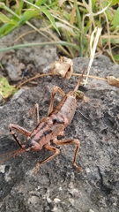 Nesoecia insignis