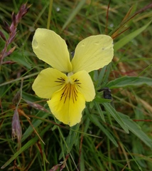 Viola lutea sudetica