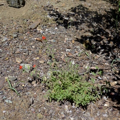 Castilleja affinis