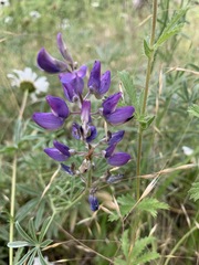 Lupinus caudatus caudatus