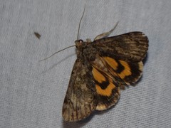 Catocala micronympha