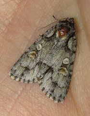 Acronicta albarufa exempta