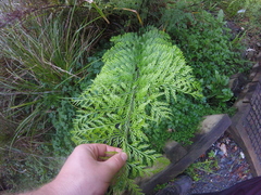 Asplenium × lucrosum