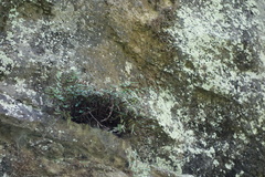 Pellaea glabella