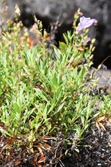 Penstemon fruticosus