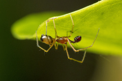 Coleosoma