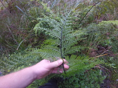 Asplenium × lucrosum