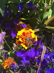 Sericomyia