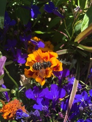 Sericomyia