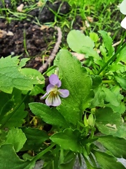 Viola × contempta