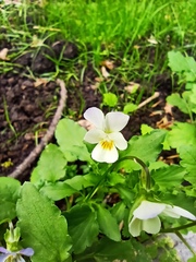 Viola × contempta