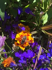Sericomyia