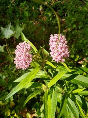 Asclepias incarnata