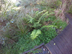 Asplenium × lucrosum