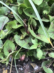 Aristolochia brevipes