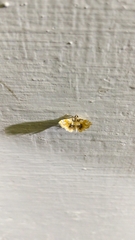 Musotima suffusalis