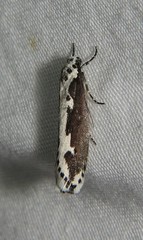 Ethmia semilugens