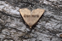 Phalaenostola eumelusalis