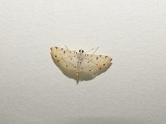 Pycnarmon cribrata