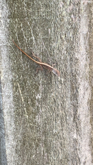 Anolis sagrei