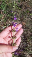 Salvia virgata