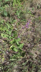 Salvia virgata