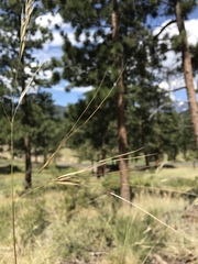 Hesperostipa spartea