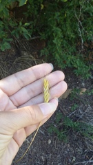 Triticum monococcum boeoticum