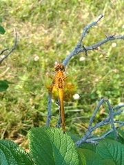 Sympetrum flaveolum