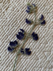Lupinus caudatus caudatus