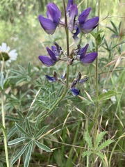 Lupinus caudatus caudatus