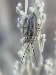Trirhabda pilosa
