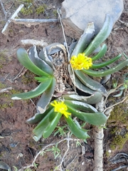 Glottiphyllum